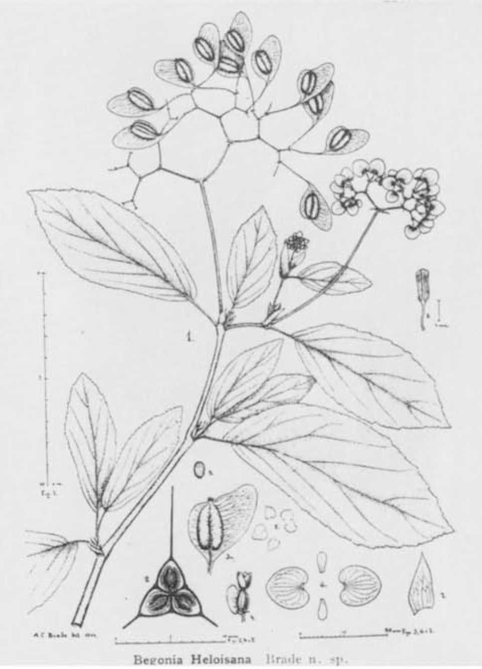 B. heloisana
